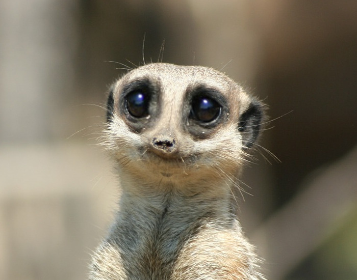 Meerkat asking nicely help